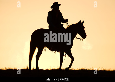 Cowboy equitazione quartiere cavallo sul ranch in prima mattina prima all'alba Foto Stock