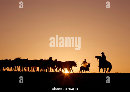 Cowboys arrotondando una mandria di cavalli all'alba su un ranch nella Pennsylvania rurale Foto Stock