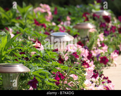 Bella rosa e di colore rosa nelle petunie lungo un giardino a piedi. Ci sono luci da giardino lungo il bordo della passeggiata. Foto Stock
