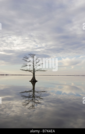 Albero e riflessione nel lago Mattamuskeet National Wildlife Reserve Foto Stock