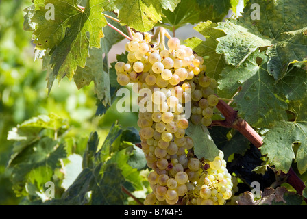 Grappolo di uva bianca per la produzione di vino cresce pronto per il prelievo Foto Stock