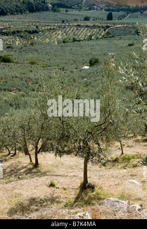 Olio di oliva alberi che crescono sul pendio di una collina in Umbria Foto Stock