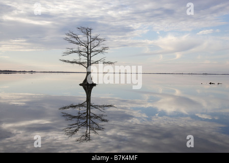 Albero e riflessione nel lago Mattamuskeet Foto Stock