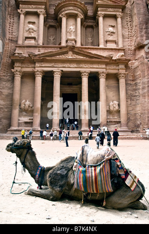 Camel si siede di fronte al tesoro di Petra Foto Stock