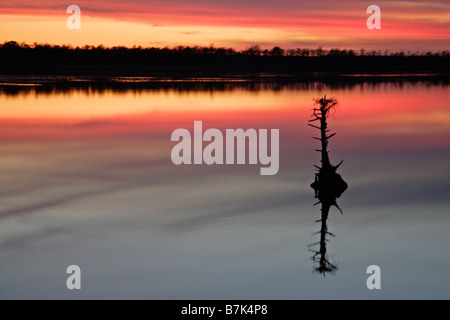 Piccolo albero al tramonto con la riflessione nel lago Mattamuskeet Foto Stock