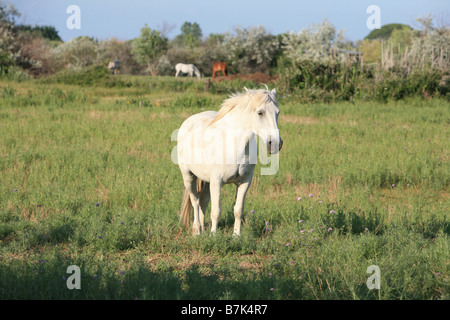 Cavalli selvaggi nella Camargue vicino Saintes-Marie-de-la-Mer in Francia Foto Stock