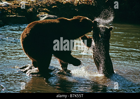 Orso bruno con cub - giocando in acqua / Ursus arctos Foto Stock