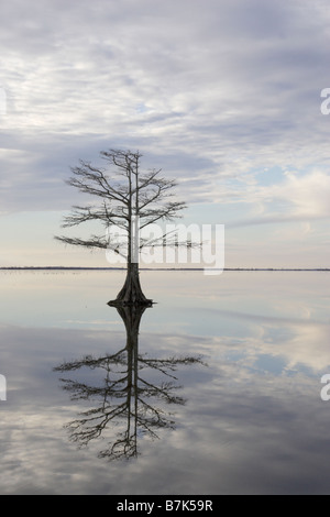 Albero e riflessione nel lago Mattamuskeet National Wildlife Reserve Foto Stock