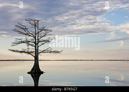 Albero e riflessione nel lago Mattamuskeet Foto Stock