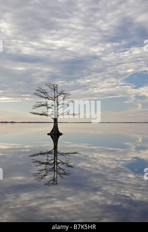 Albero e riflessione nel lago Mattamuskeet Foto Stock