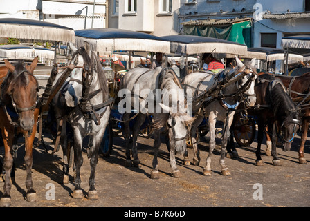 Cavalli schierate con i carrelli in attesa per i clienti Foto Stock