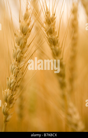 Close-up di capi di frumento, Saskatchewan, Canada Foto Stock