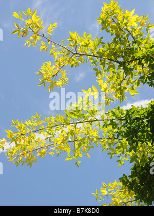 Foglie su un albero Foto Stock