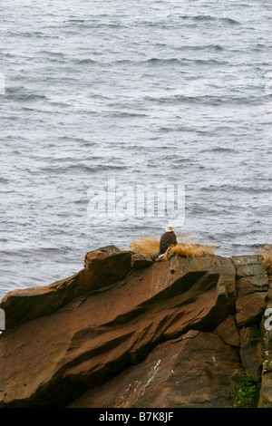 Aquila calva seduta sul nido Foto Stock