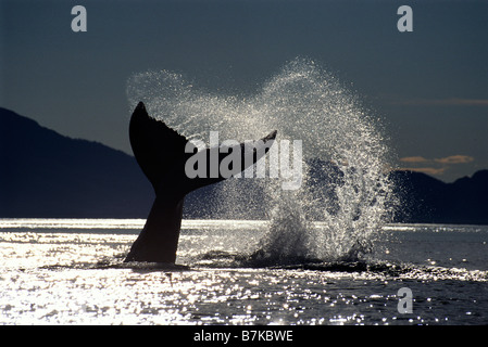 Humpback Whale lobtailing, Icy Strait Southeast Alaska Foto Stock