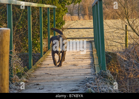 Cane sul ponte il pupazzo di neve nei campi al di fuori di Oxford, North Hinksey Village Foto Stock