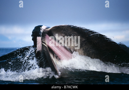 Humpback Whale affondo con alimentazione, Chatham Strait Southeast Alaska Foto Stock