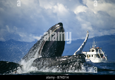 Le megattere bubblenet alimentazione, Chatham stretto, a sud-est. Alaska Foto Stock