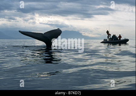 Humpback Whale scandaglio, guardato da ricercatori, Alaska Foto Stock