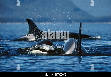 Le orche assassine, Alaska sudorientale Foto Stock