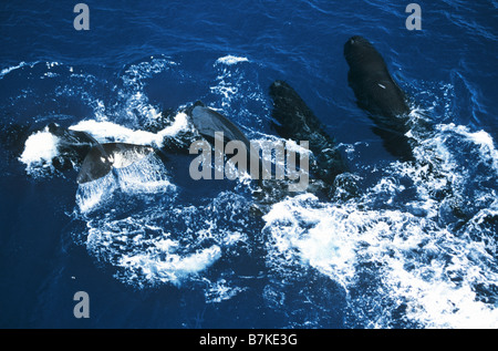 Un pod di sperma balene, Sri Lanka Foto Stock