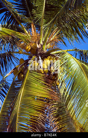 Close up di noci di cocco maturazione su un Palm tree Foto Stock