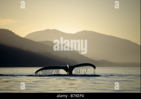 Humpback Whale scandaglio, Chatham stretto, a sud-est. Alaska Foto Stock