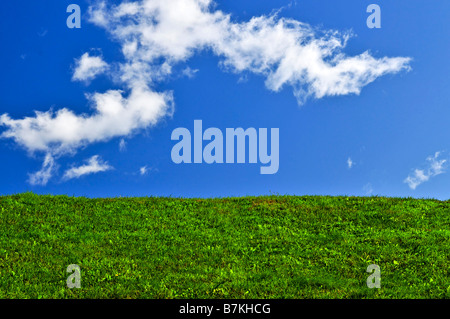 Cielo blu e l'erba verde dello sfondo dei campi Foto Stock