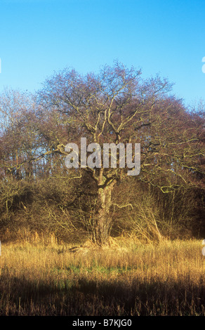 Nodose ontano Comune cuscinetto albero maschio lilla inverno amenti di capra di salice e cielo blu dietro ed essiccato sedge davanti Foto Stock