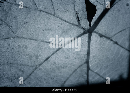 Ritratto di close-up di una foglia in autunno Foto Stock