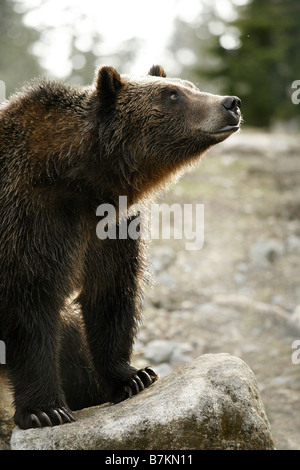 Orso grizzly, Grouse Mountain rifugio, North Vancouver, British Columbia, Canada Foto Stock