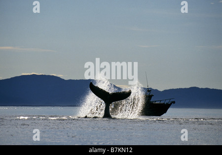 Humpback Whale lobtailing, Ghiacciato stretto, a sud-est di Alaska Foto Stock