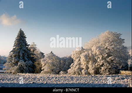 Trasformata per forte gradiente di brina sui rami di albero caduto fine Cumbria Inghilterra England Foto Stock