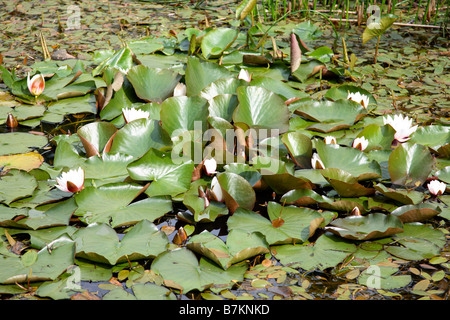 Water Lilies su uno stagno in NORFOLK REGNO UNITO. Foto Stock