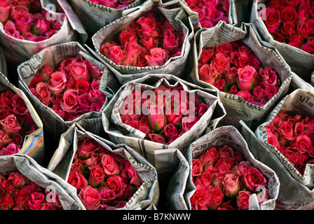 I grappoli di taglio fresco di rose rosse avvolti in un giornale a Pak Khlong Talad flower market Bangkok in Thailandia Foto Stock