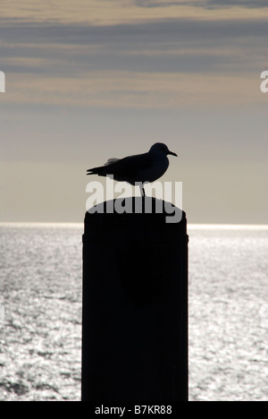 Seagull su palo a Ijzerfontein, sud africa Foto Stock