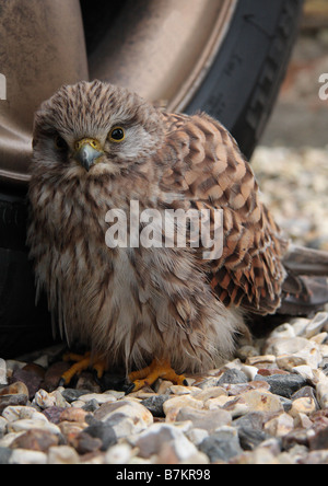 Giovane femmina gheppio Foto Stock