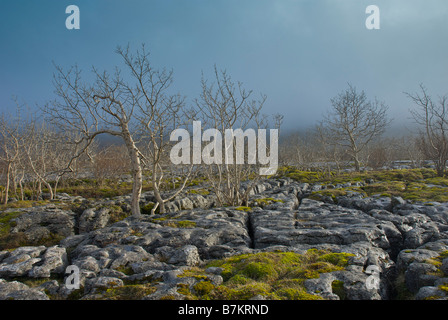 Pavimentazione in calcare a Southerscales riserva naturale, vicino Ingleborough, cappella-le-Dale, Yorkshire Dales National Park, Regno Unito Foto Stock