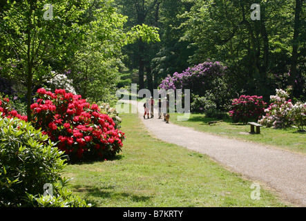 La gente a piedi attraverso Sheringham Park Norfolk Inghilterra tra rododendri Foto Stock