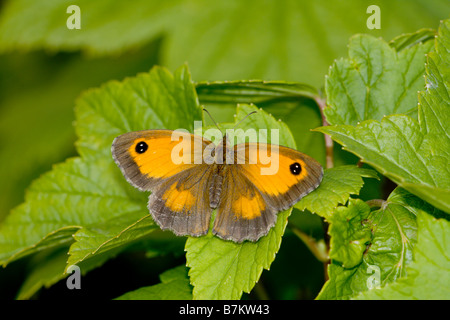 Gatekeeper butterfly crogiolarsi sulla lamina Foto Stock