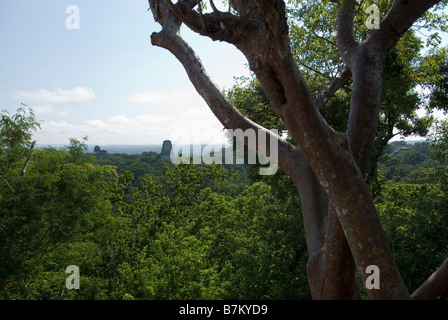 Templi 1 e 2 che si eleva al di sopra della foresta pluviale. Tikal. Guatemala Foto Stock