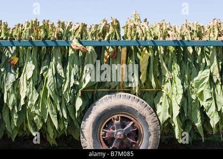 Foglie di tabacco su un rimorchio di fattoria in Ontario Canada Foto Stock