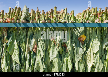 Il tabacco raccolto in Canada Foto Stock