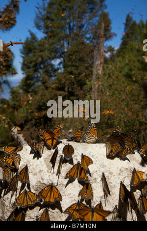 Farfalle monarca massa lungo il percorso nella Sierra Pellon montagna alla riserva della biosfera delle farfalle monarca Foto Stock