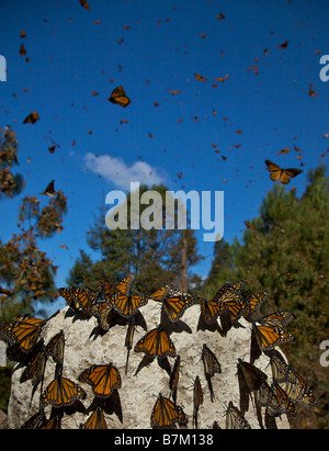 Monarch Farfalle massa lungo il percorso nella Sierra Pellon Monarch Butterfly Biosfera Riserva vicino Angangueo, Michoacan, Messico. Foto Stock