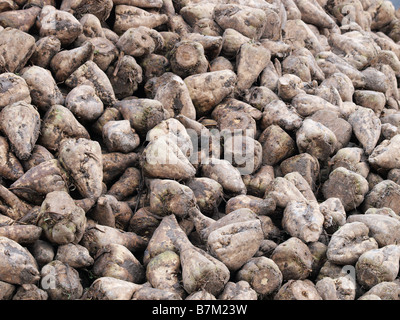 La BARBABIETOLA DA ZUCCHERO NEL CAMPO NORFOLK East Anglia England Regno Unito Foto Stock