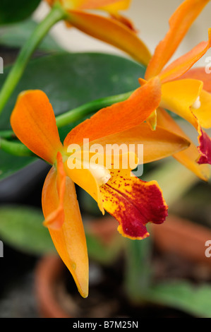 Cattleya hybrid orchid fiori arancione aprire bloom blossom esotiche insolite Foto Stock