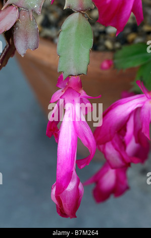 Cactus di Natale cactii Schlumbergera pianta di casa coprivaso Foto Stock