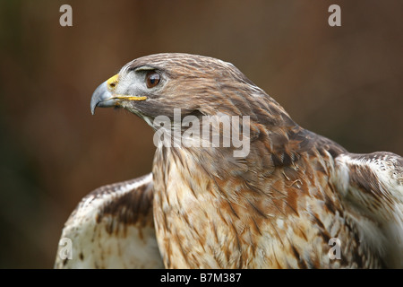 Falco munito rosso Foto Stock