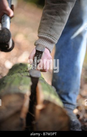 La separazione dei tronchi di castagno dolce che viene utilizzata per la costruzione di una recinzione di scorze Sussex in modo tradizionale. Foto di Jim Holden. Foto Stock